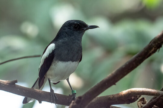 Oriental magpie robin perched on a tree