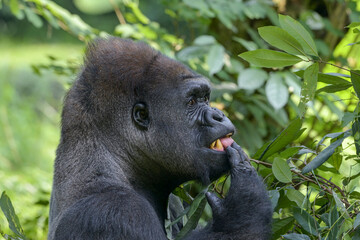 A western lowland gorilla among lush green jungle leaves © DS light photography