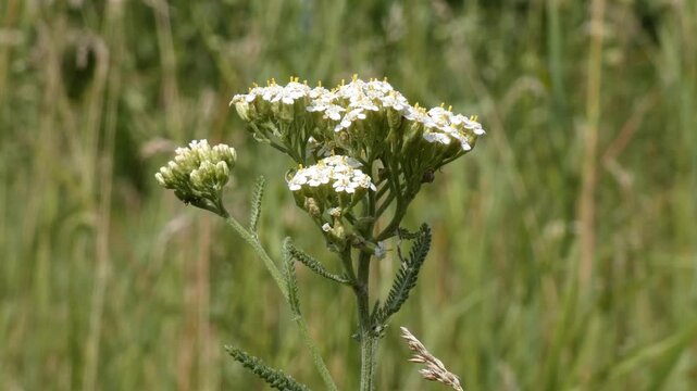 Achillea millefolium yarrow white flower head with tiny insects, close-up, natural lighting. Pollination and Sustainability.