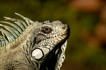 Fototapeta premium iguana on a tree