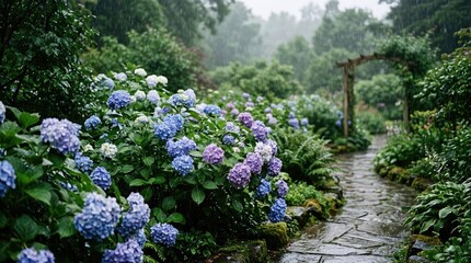 Obraz premium Rain falls upon a lush garden filled with hydrangeas.