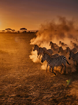 Herd of zebras running across dusty savanna at golden hour sunset with acacia trees in background