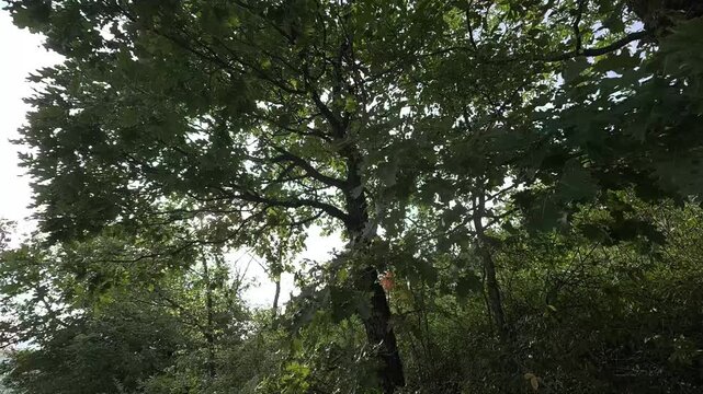 Panorami di foresta montani