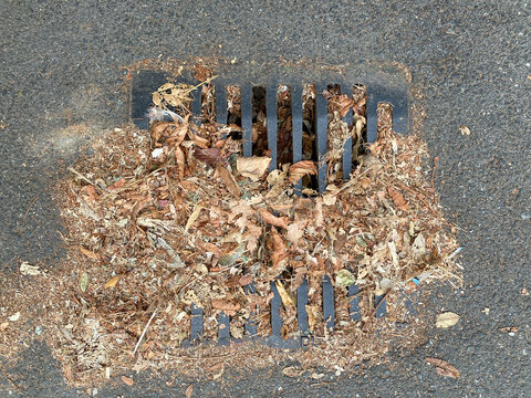 Storm drain partially blocked by dry leaves on asphalt road surface