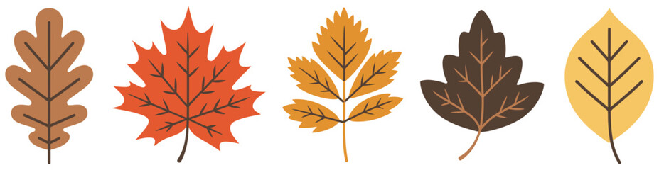 Autumn leaves featuring colorful oak, maple, and birch foliage, flat hand drawn botanical elements for seasonal decoration, greeting cards, and vector design ©    