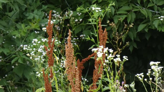 Rumex confertus brown seeds stand with white wild flowers in dark green forest edge, medium shot, soft light. Preservation and Cycle of Nature.