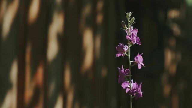 Wildflower stem with purple blossoms and buds glows in warm sunlight before dark green blurred background