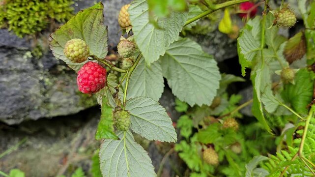 Wild raspberries grow in the rocks among the moss after the rain. Norway, Alver. August