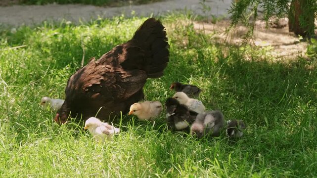 A hen carefully feeds and protects her chicks in a lush green field, showcasing nurturing and protective.