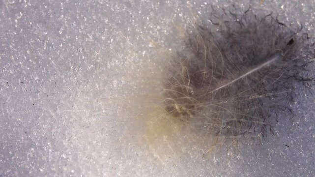 Beautiful downy feather of an owl in the spring snow