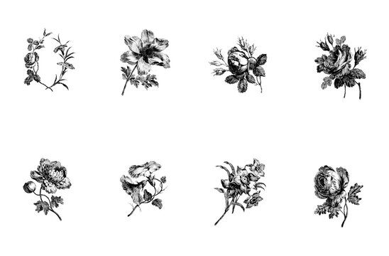 Collection of eight detailed antique style black and white botanical floral illustrations, engraved line art engravings arranged in two rows, featuring roses and mixed garden flowers. Isolated transpa