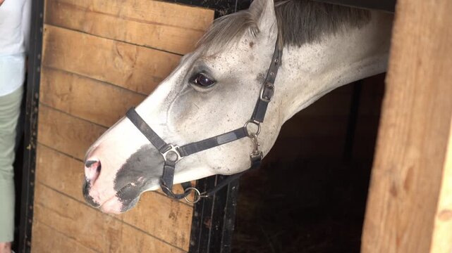 Horse curiously peeks out of its stable while two people stand nearby, engaged in conversation. The scene captures an interesting moment of interaction at a horse stable