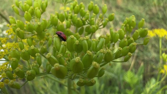 Macro close up of a seven spot ladybird (Coccinella septempunctata) resting on green seed umbels of common fennel (Foeniculum vulgare) in natural habitat. Wildlife, biodiversity, beneficial insect, bo