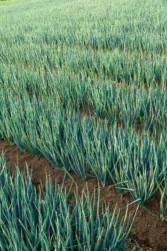 Rows of green onion plants growing in fertile soil, showcasing healthy leafy vegetables in a cultivated agricultural field under natural daylight.