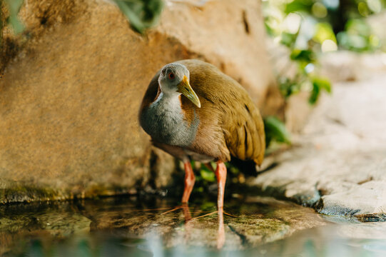 Small brown bird pauses in clear shallow water near sunlit rocks, with soft green bokeh and glowing light