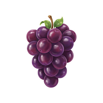 Fresh purple grapes cluster isolated on white. Ripe juicy fruit bunch with green leaves.