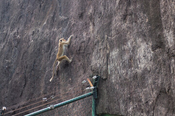 Intelligent macaque climbing a steep rock wall above a protective fence © Paul