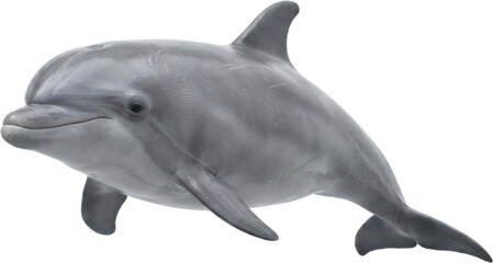 Bottlenose dolphin swimming on black background. © Jabir