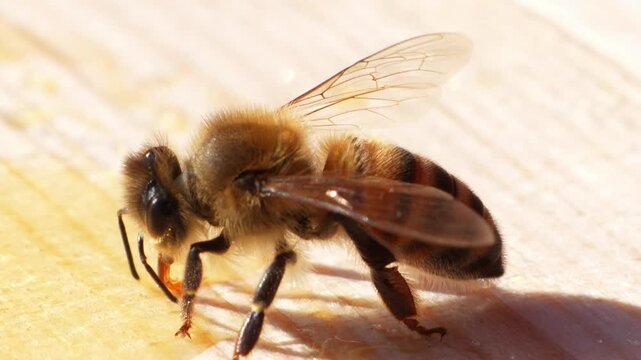 Sharp macro close up of honey bee head and eye drinking sweet syrup on wooden surface.