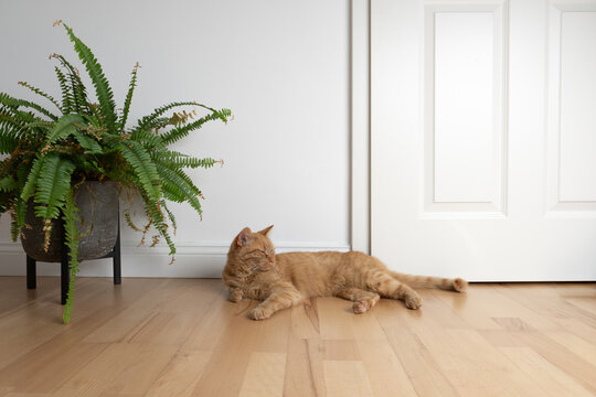 cat resting on the floor in minimalist home interior with copy space