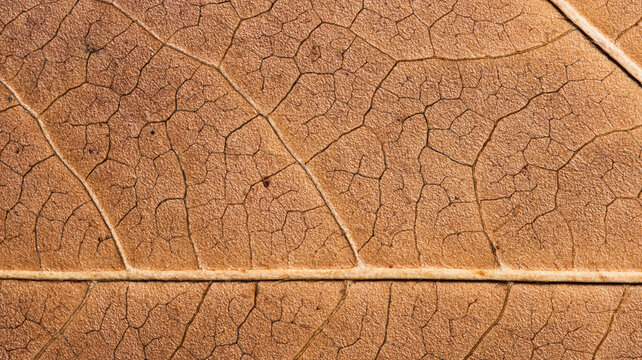 Dry Brown Leaf Vein Macro Background