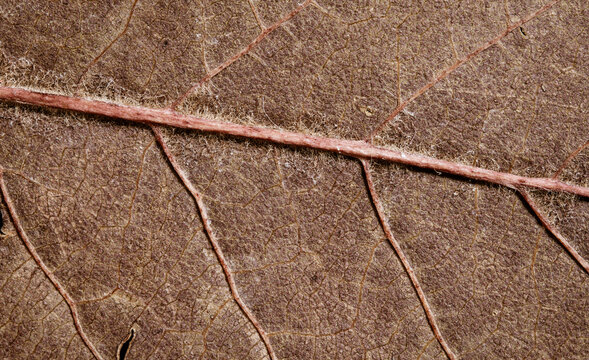 Dry Brown Leaf With Pink Veins