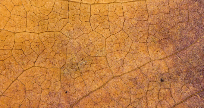 Amber Dry Leaf Cellular Texture