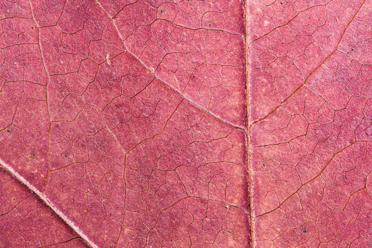 Red Dry Leaf Vein Macro Texture