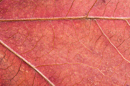 Dry Red Leaf Macro Texture Background