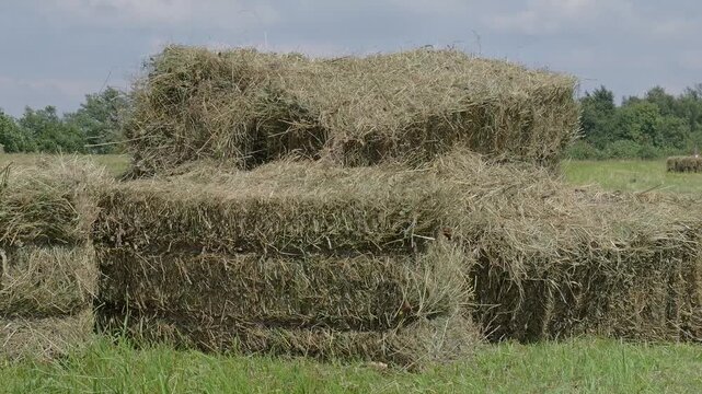 Hay bales stacked in a field with trees in the background