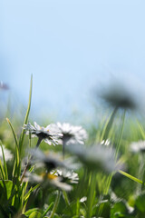 Dreamy daisy meadow with soft focus and blue sky copy space © Vjom