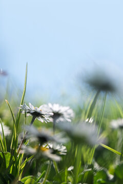 Dreamy daisy meadow with soft focus and blue sky copy space