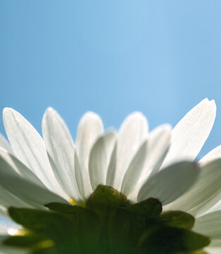 Common Daisy Underside Macro with Blue Sky Copy Space