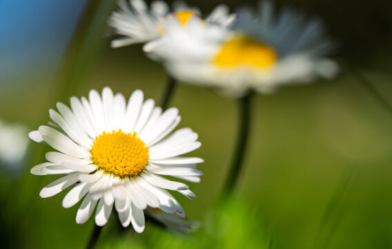 Common Daisy Close Up with Soft Green Background