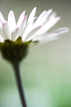 White Daisy Side View Macro With Soft Green Background