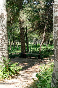 A lonely, old wooden bench stands in the cool, deep shade of dense trees inside a green natural park. In the foreground are poplar trees; their bark is covered with romantic inscriptions.