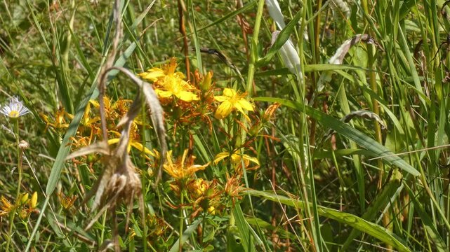 Hypericum perforatum yellow St Johns wort flowers sway in wild grass, medium shot, natural lighting. Vitality and Healing.