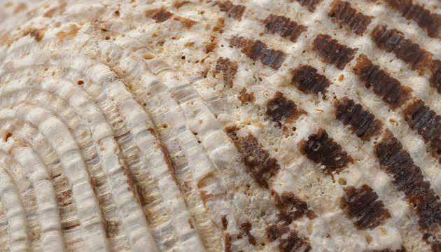 Extreme macro close-up of a seashell surface showing intricate ridges and brown rectangular patterns on a textured calcified shell structure
