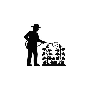 Gardener silhouette spraying tomato plants with pesticide