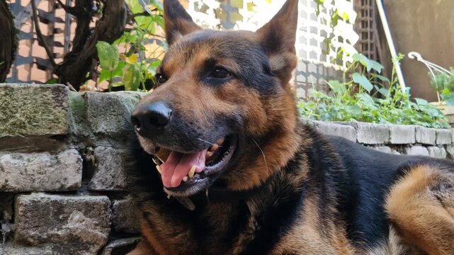 Panting German Shepherd dog outdoors close up, purebred Alstian canine suffering from summer heat and hot weather, pet hydration and sunstroke prevention concept