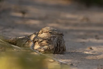 Egyptian Nightjar perched on ground at Jasra, Bahrain © Dr Ajay Kumar Singh
