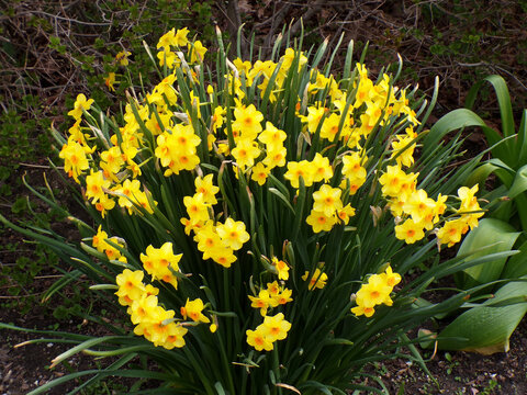 Yellow narcissuses on flower bed
