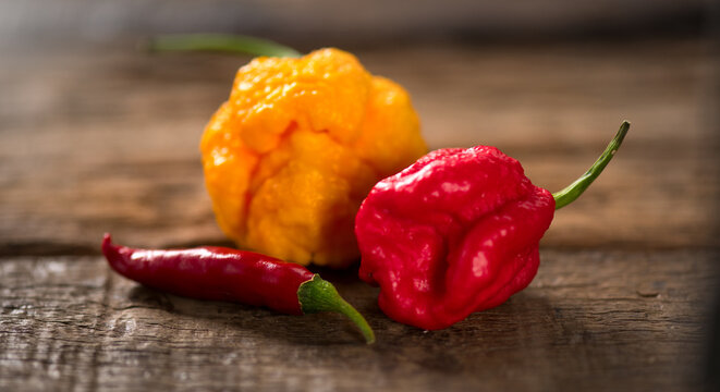 Red and Yellow Trinidad Moruga Scorpion Pepper Chili on wooden table, closeup. One of the hottest peppers in the world, heat level 1,200,000 to 2,000,000 Scoville Heat Units (SHU)