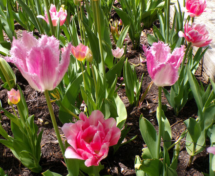 Pink tulips blooming on flower bed