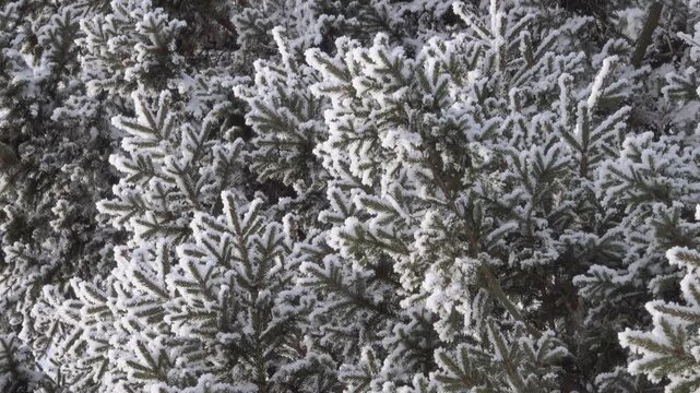 The real image of the Russian winter. Siberian spruce (Picea) covered with snow and white frost. A heady frosty sunny day