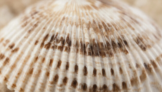 Macro detail of a seashell surface with radial ribbed texture and brown striped patterns on a sandy beach background, for nature concepts