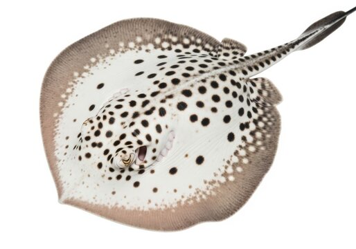 Stingray with distinct spotted pattern swimming gracefully isolated on white background