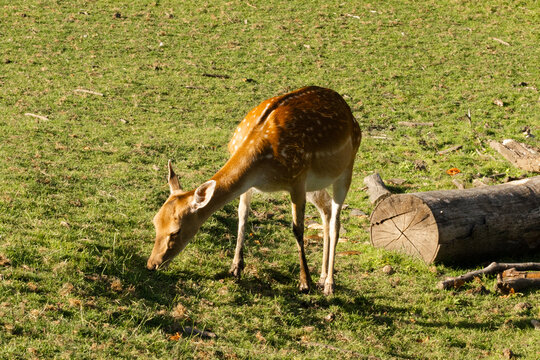 Spotted fallow deer grazing in open green meadow
