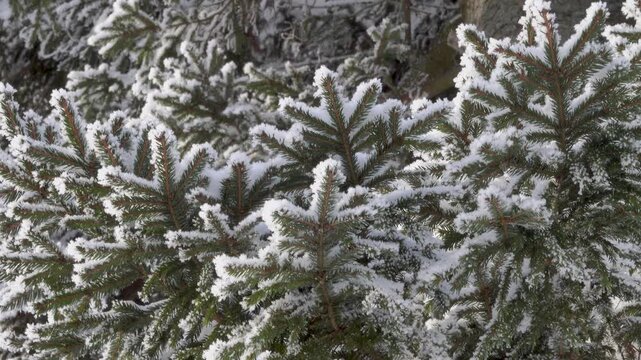 The real image of the Russian winter. Siberian spruce (Picea) covered with snow and white frost. A heady frosty sunny day