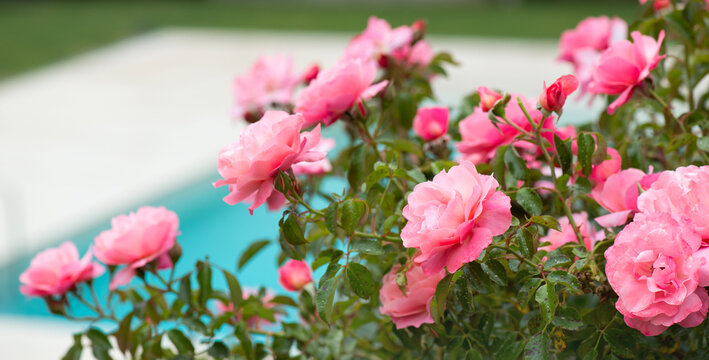 Beautiful pink roses blooming in summer garden in a hotel against swimming pool. Rose flowers growing outdoor, nature, blossoming flower art design background. Rose bud close-up. Nature, Gardening con